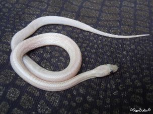 HATCHLING