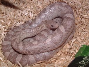 ADULT