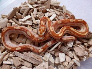 HATCHLING