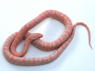 ADULT