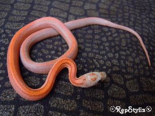 HATCHLING