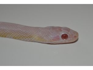 EYE