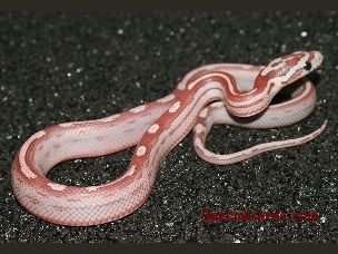 HATCHLING
