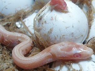 HATCHLING