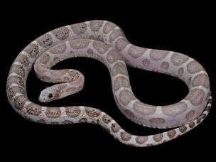 ADULT