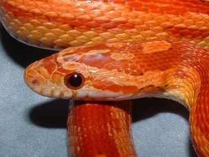 EYE