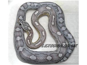 HATCHLING
