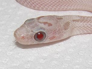 EYE
