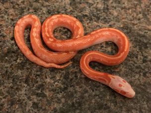 HATCHLING