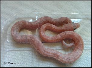 HATCHLING