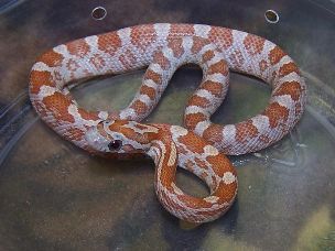 HATCHLING