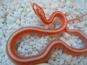 HATCHLING