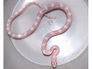 HATCHLING