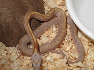 HATCHLING