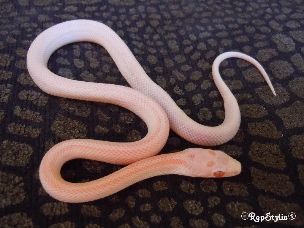 HATCHLING