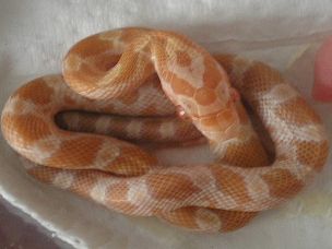 HATCHLING