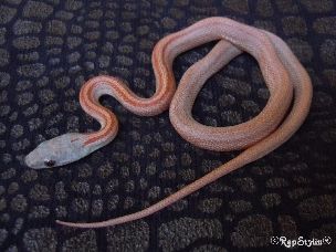 HATCHLING