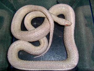ADULT