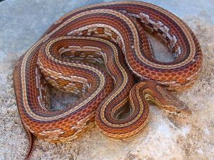 ADULT