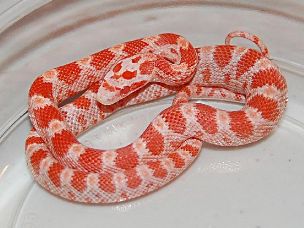 HATCHLING