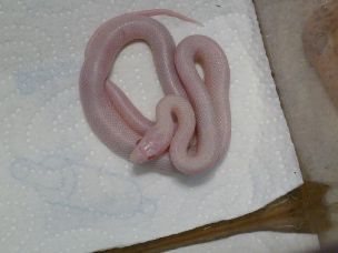 HATCHLING