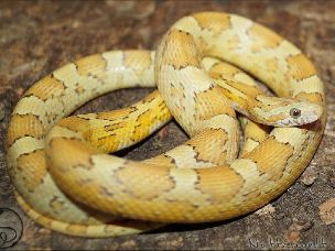 ADULT