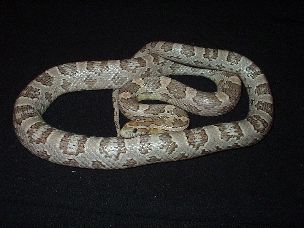 ADULT