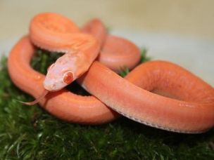 HATCHLING