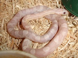 HATCHLING