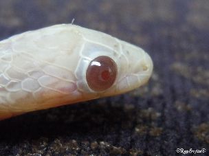 EYE