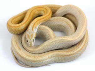 ADULT