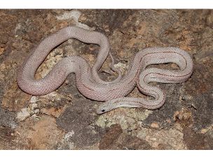 ADULT