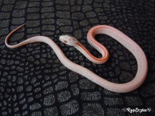 HATCHLING