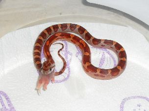 HATCHLING