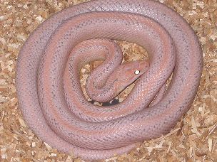 ADULT