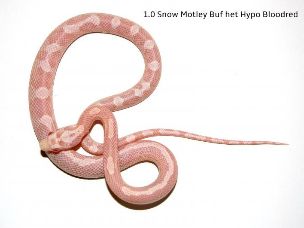 HATCHLING