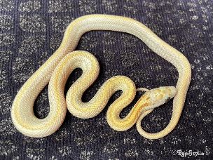 HATCHLING