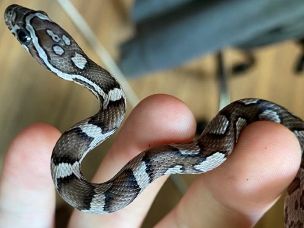 HATCHLING