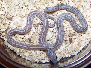HATCHLING