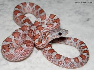 HATCHLING