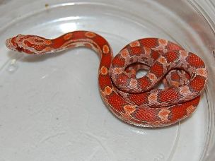 HATCHLING