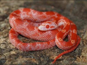 HATCHLING