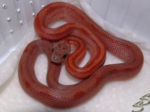 HATCHLING