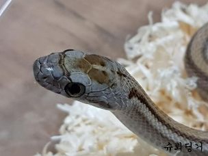 EYE