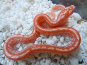 HATCHLING