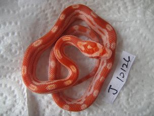 HATCHLING