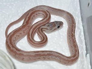HATCHLING