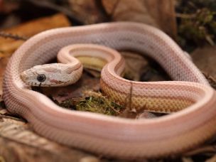HATCHLING