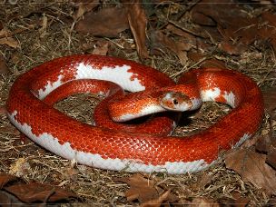 ADULT