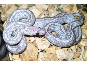 HATCHLING